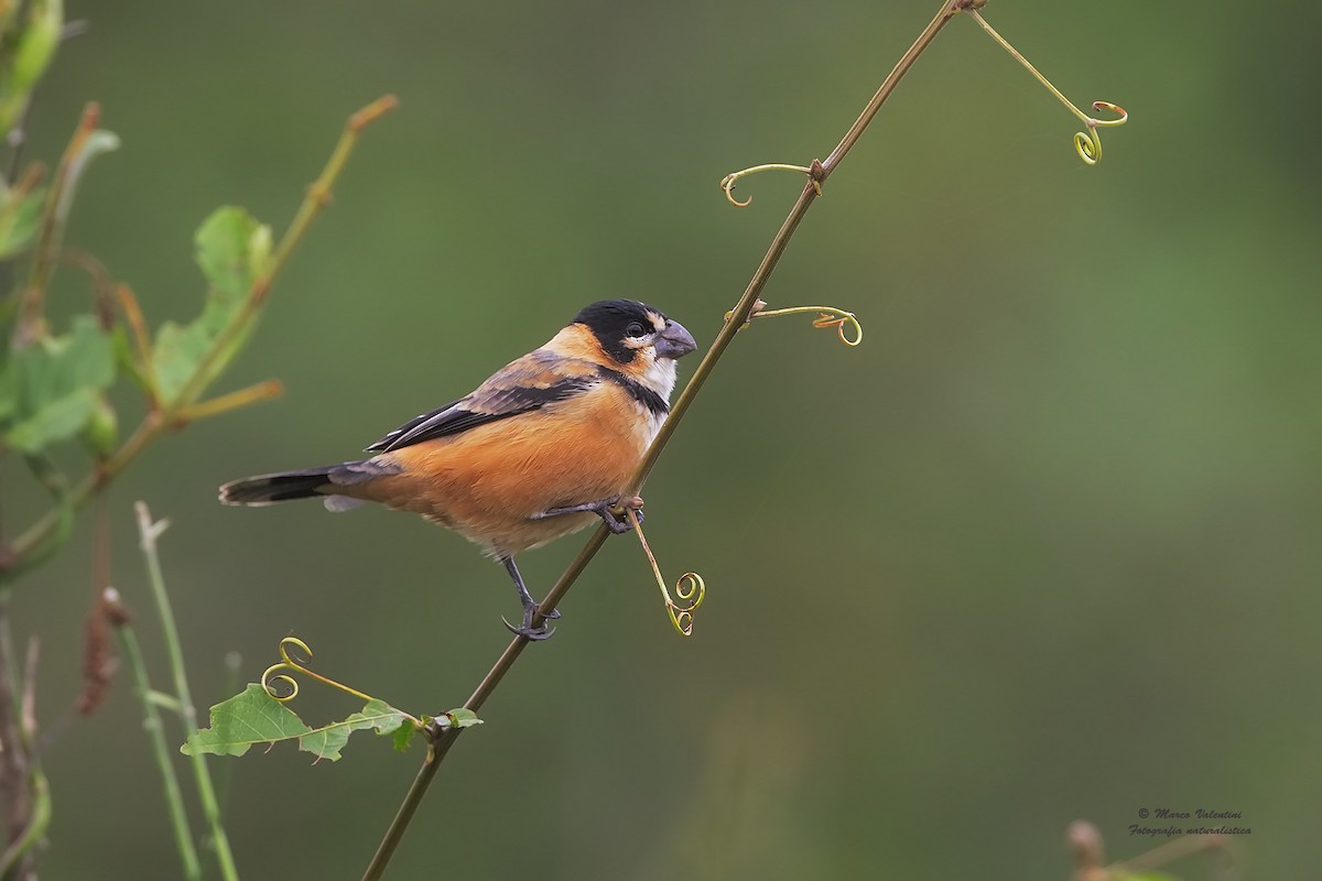 Rusty-collared Seedeater - Marco Valentini
