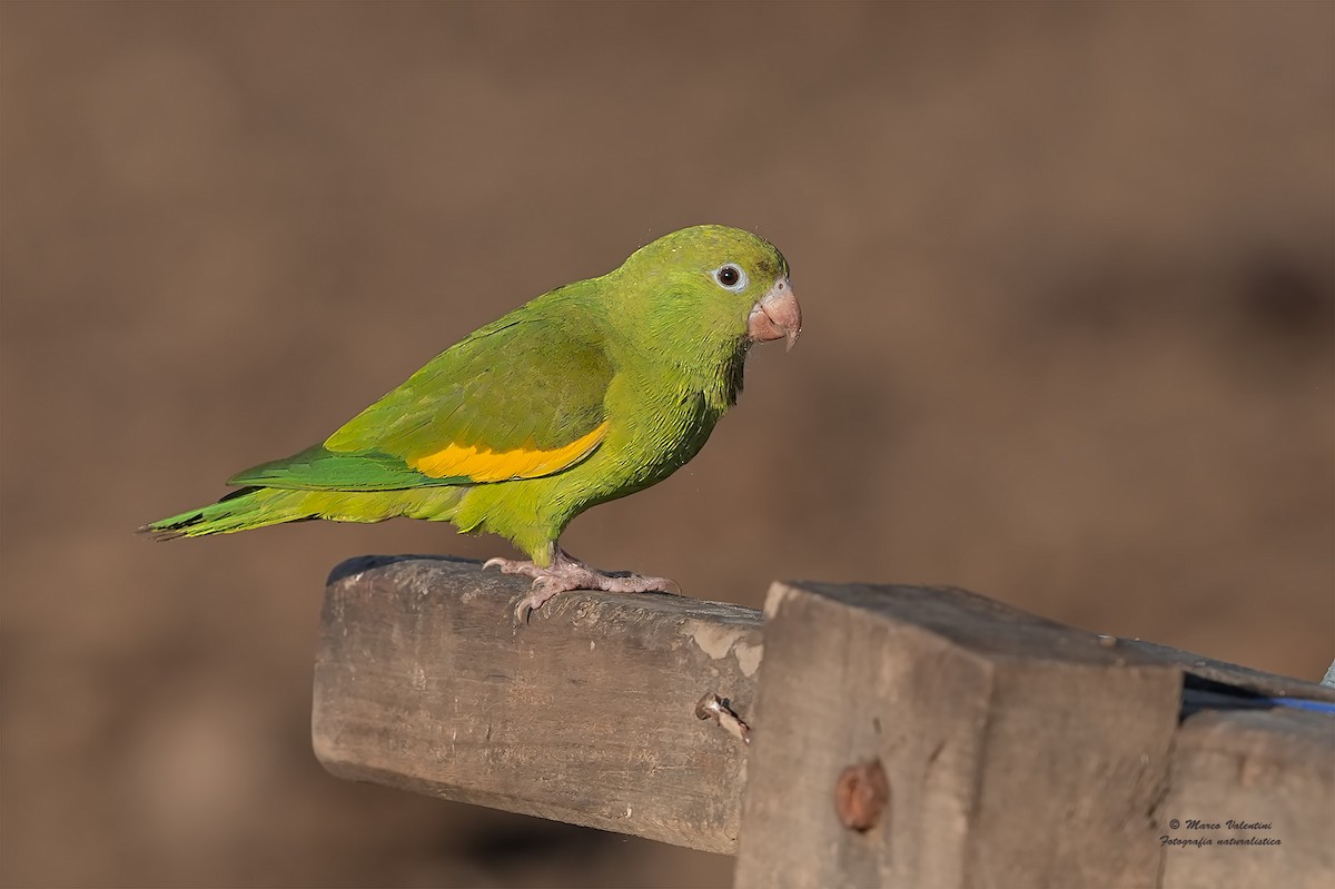 Yellow-chevroned Parakeet - Marco Valentini