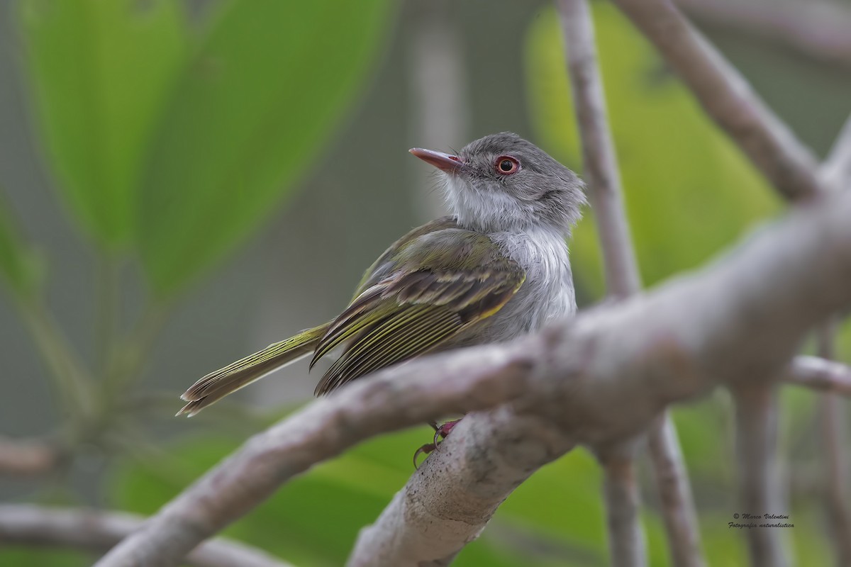 Pearly-vented Tody-Tyrant - Marco Valentini