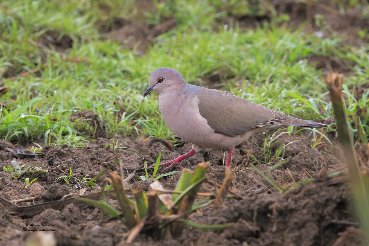 White-tipped Dove (brasiliensis Group) - Marco Valentini