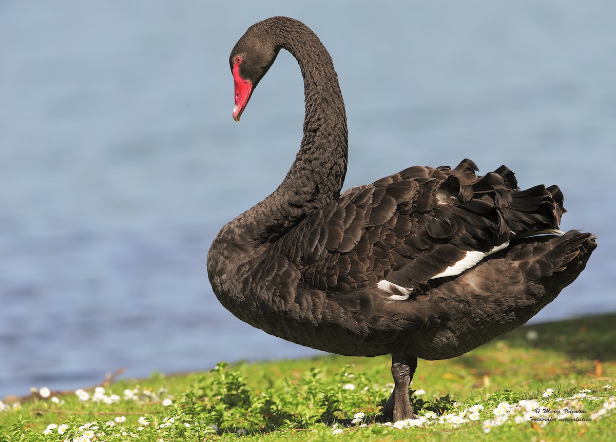 Black Swan - Marco Valentini