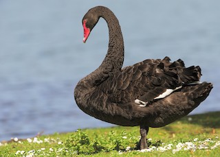 Black Swan, ML204565661