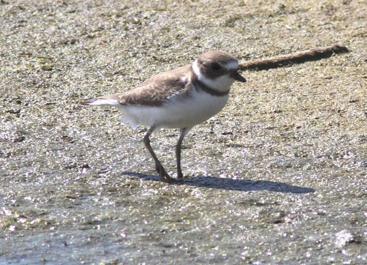 Semipalmated Plover - ML204565991