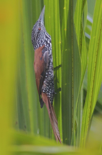 Point-tailed Palmcreeper - Ken Havard