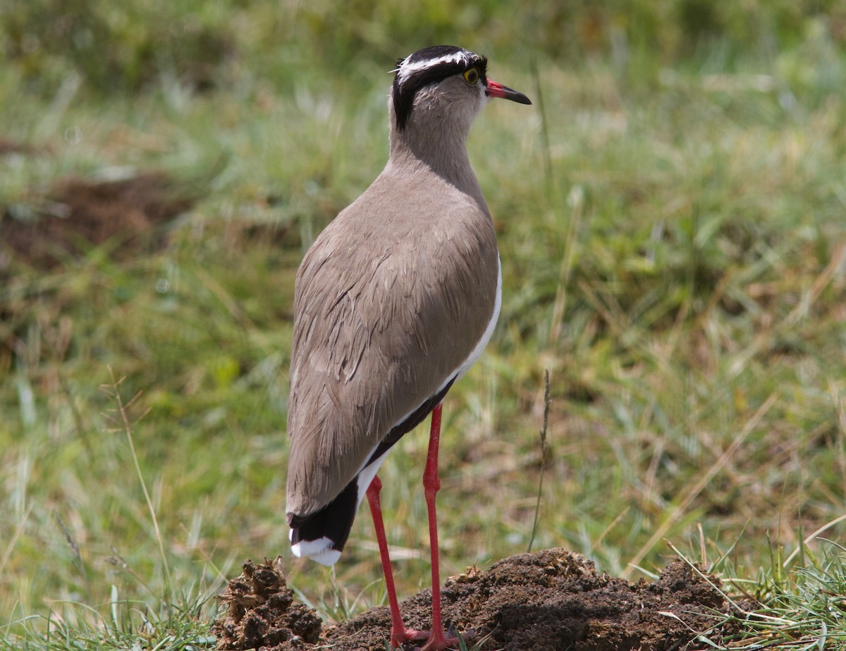Crowned Lapwing - ML204566591