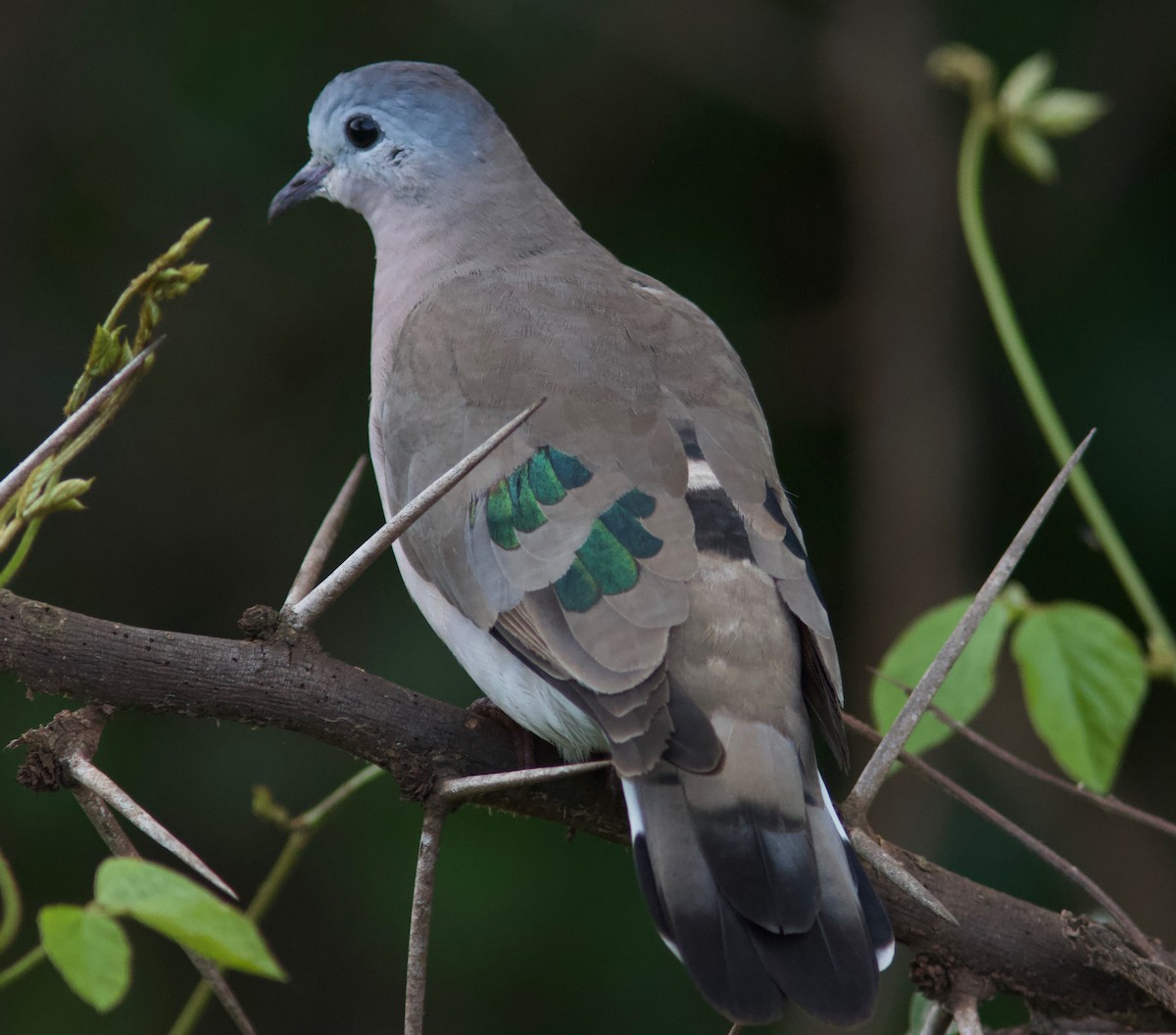 Emerald-spotted Wood-Dove - Ken Havard