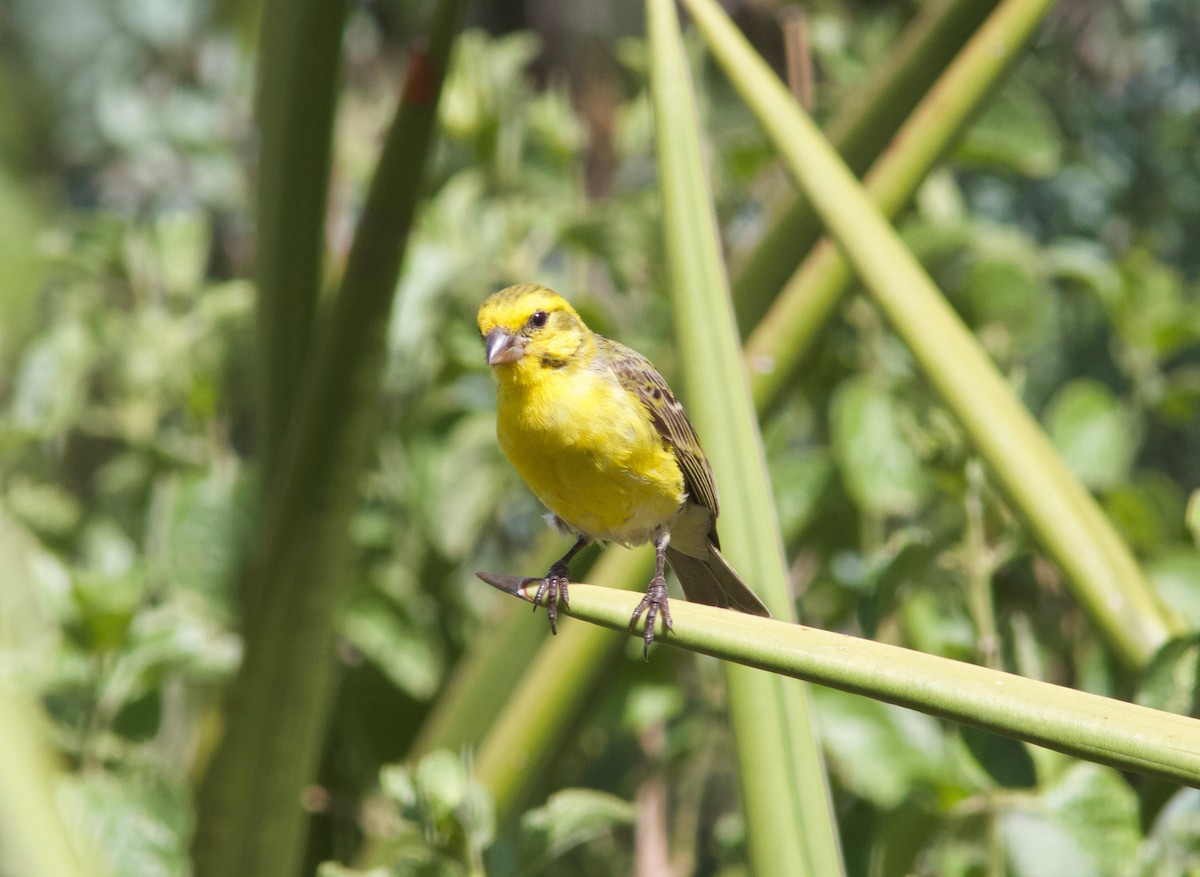 White-bellied Canary - ML204566671