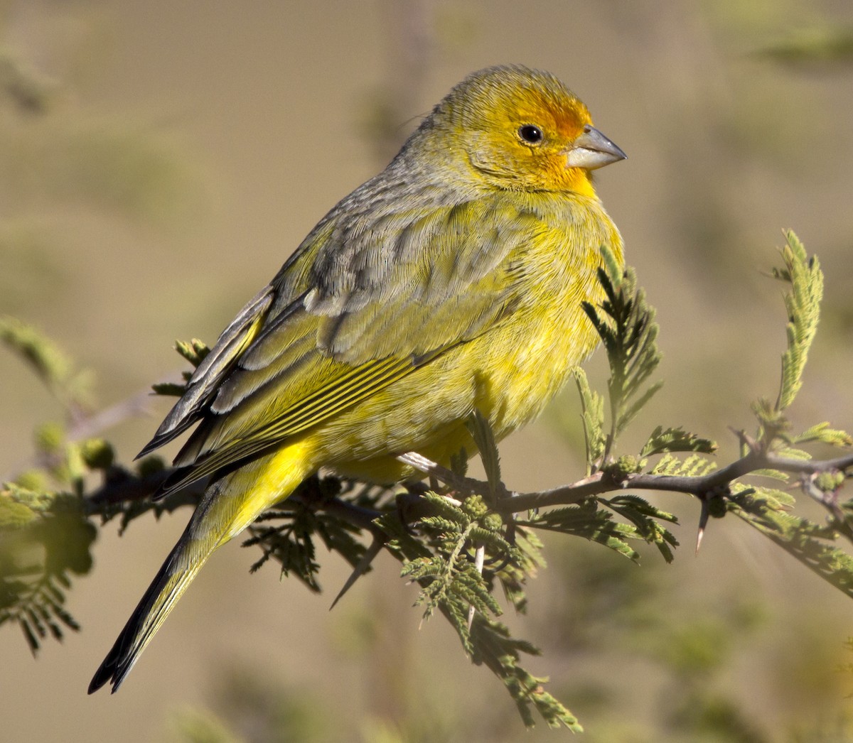 Saffron Finch (Pelzeln's) eBird