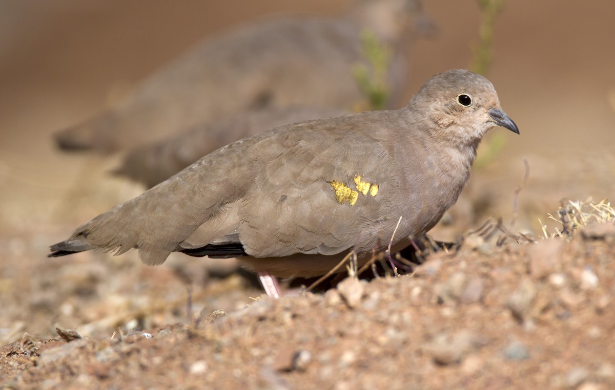 Golden-spotted Ground Dove - Marco Valentini