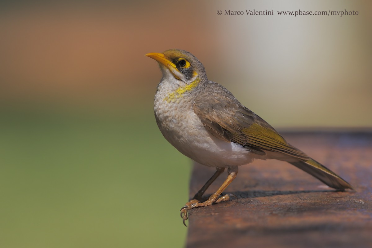 Yellow-throated Miner - Marco Valentini