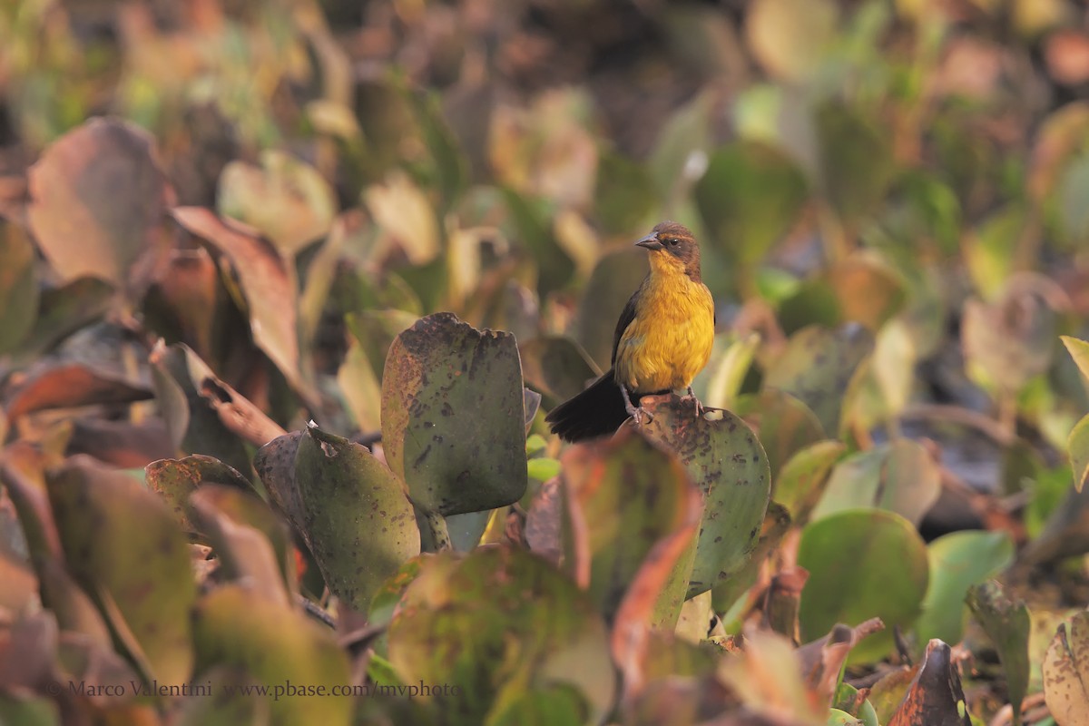 Unicolored Blackbird (Yellow-breasted) - ML204567761