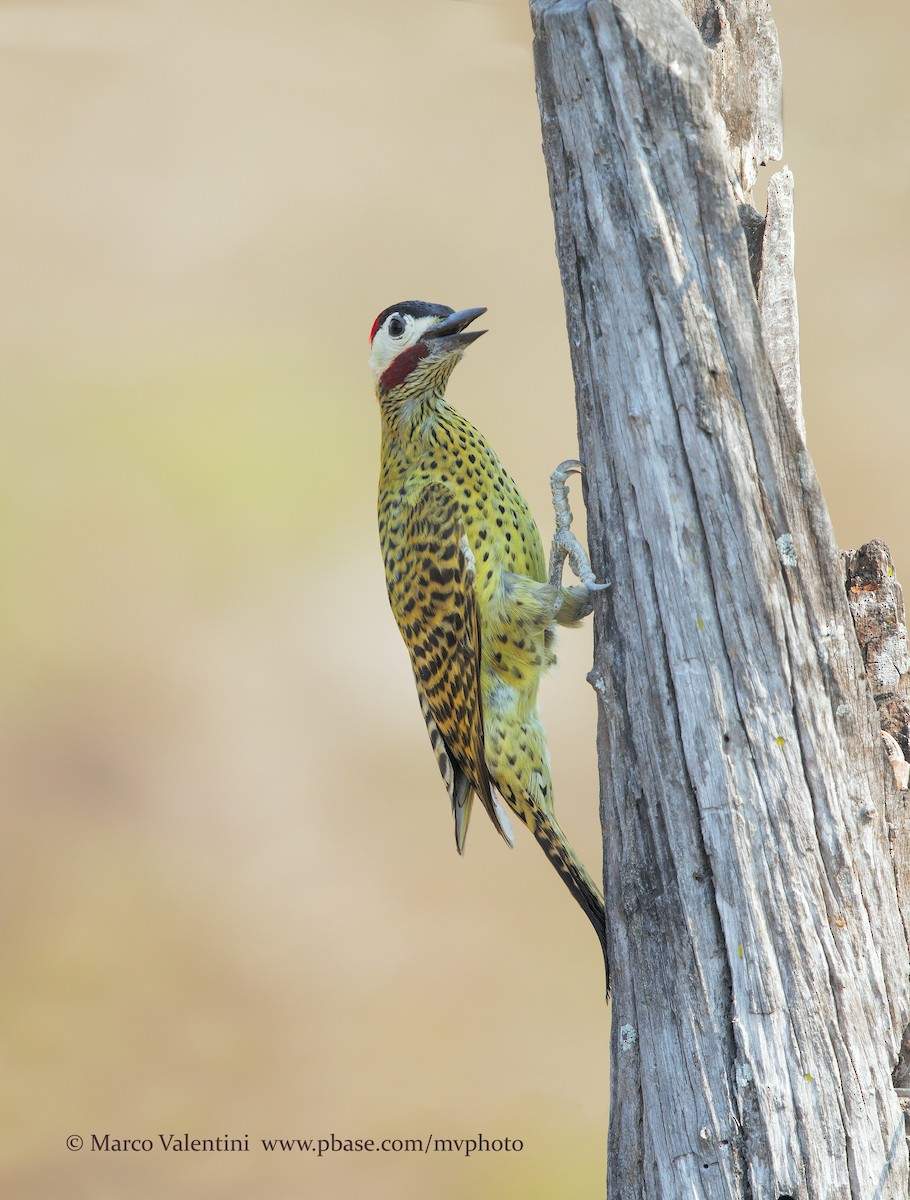 Green-barred Woodpecker (Green-barred) - Marco Valentini