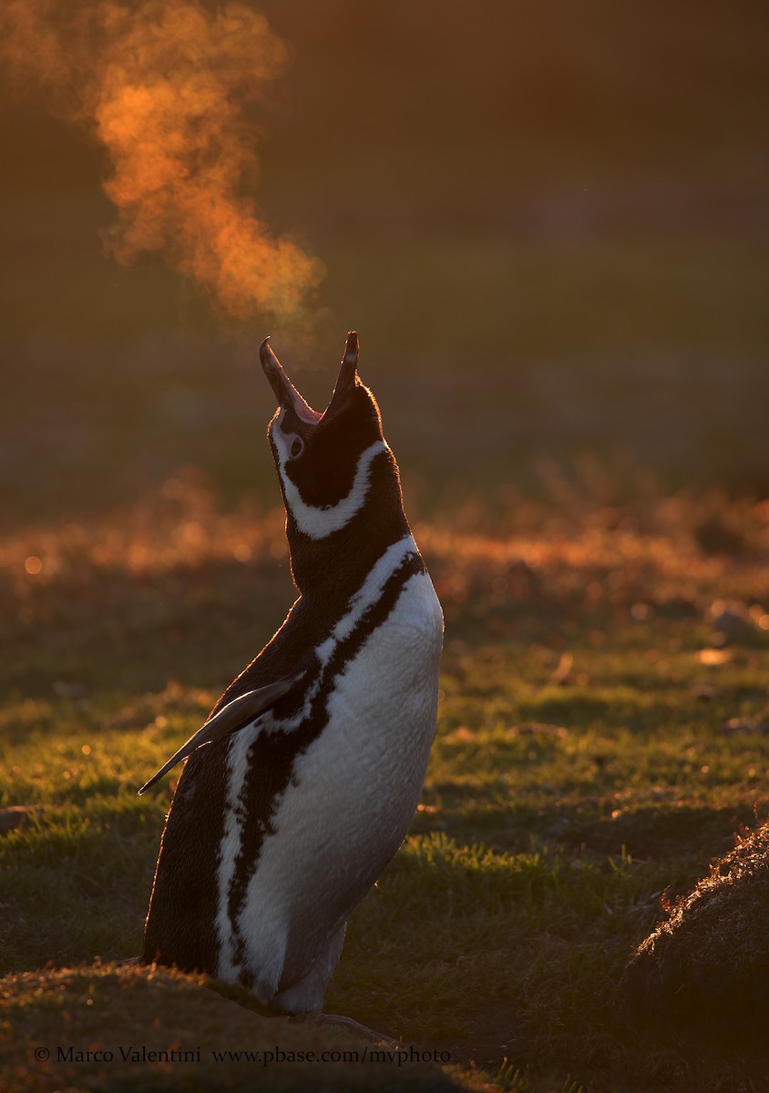 Magellanic Penguin - Marco Valentini