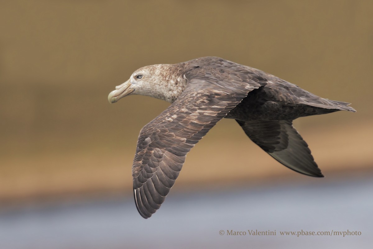 Southern Giant-Petrel - Marco Valentini