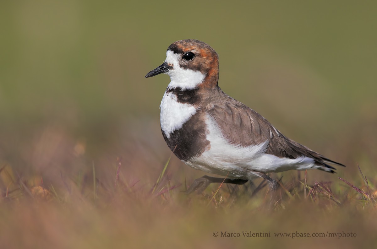 Two-banded Plover - Marco Valentini