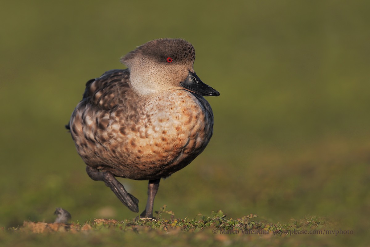 Crested Duck - Marco Valentini