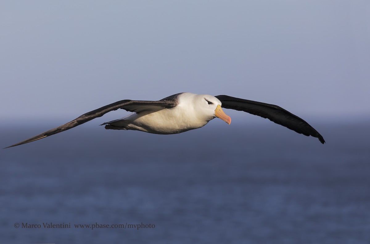 Black-browed Albatross (Black-browed) - ML204568101