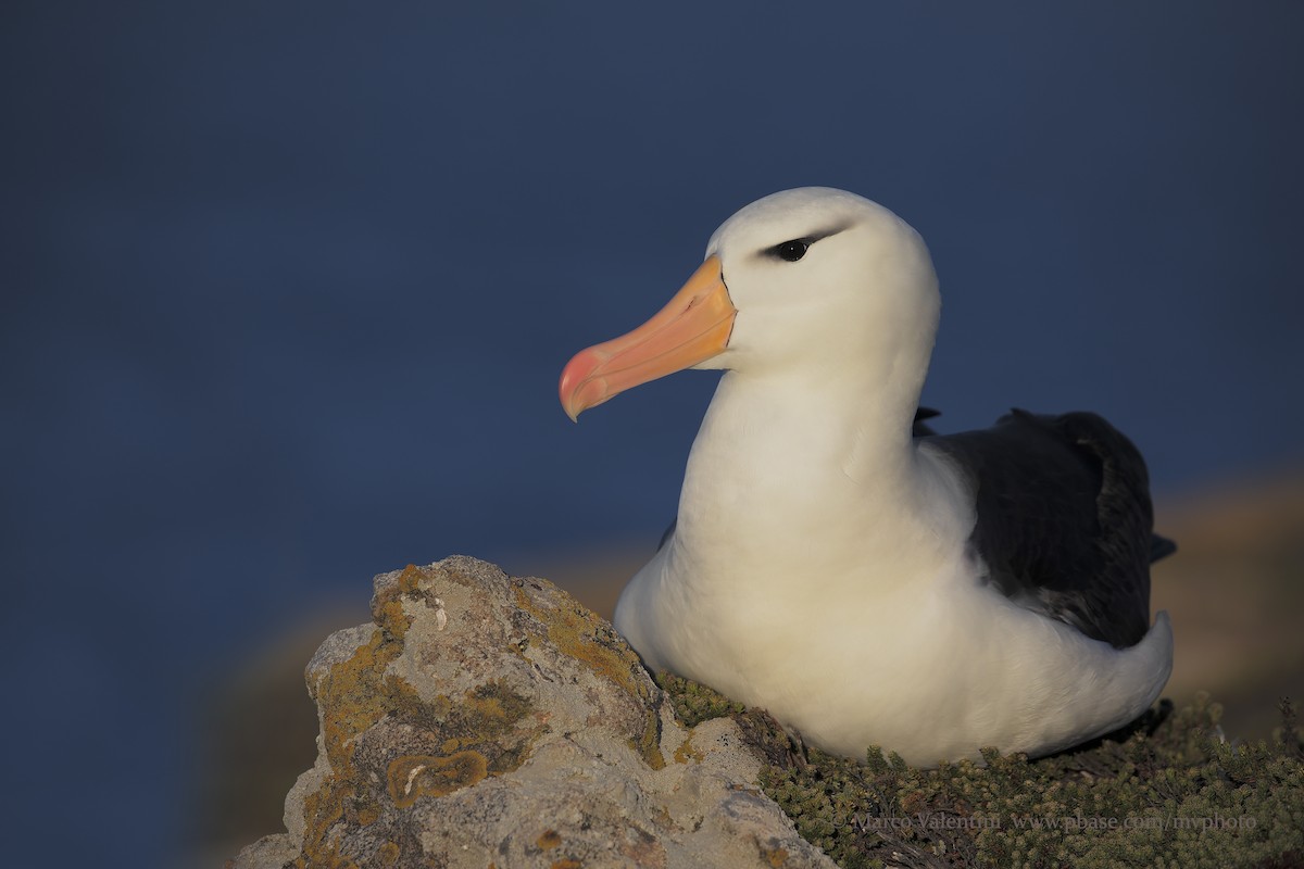 Black-browed Albatross (Black-browed) - Marco Valentini