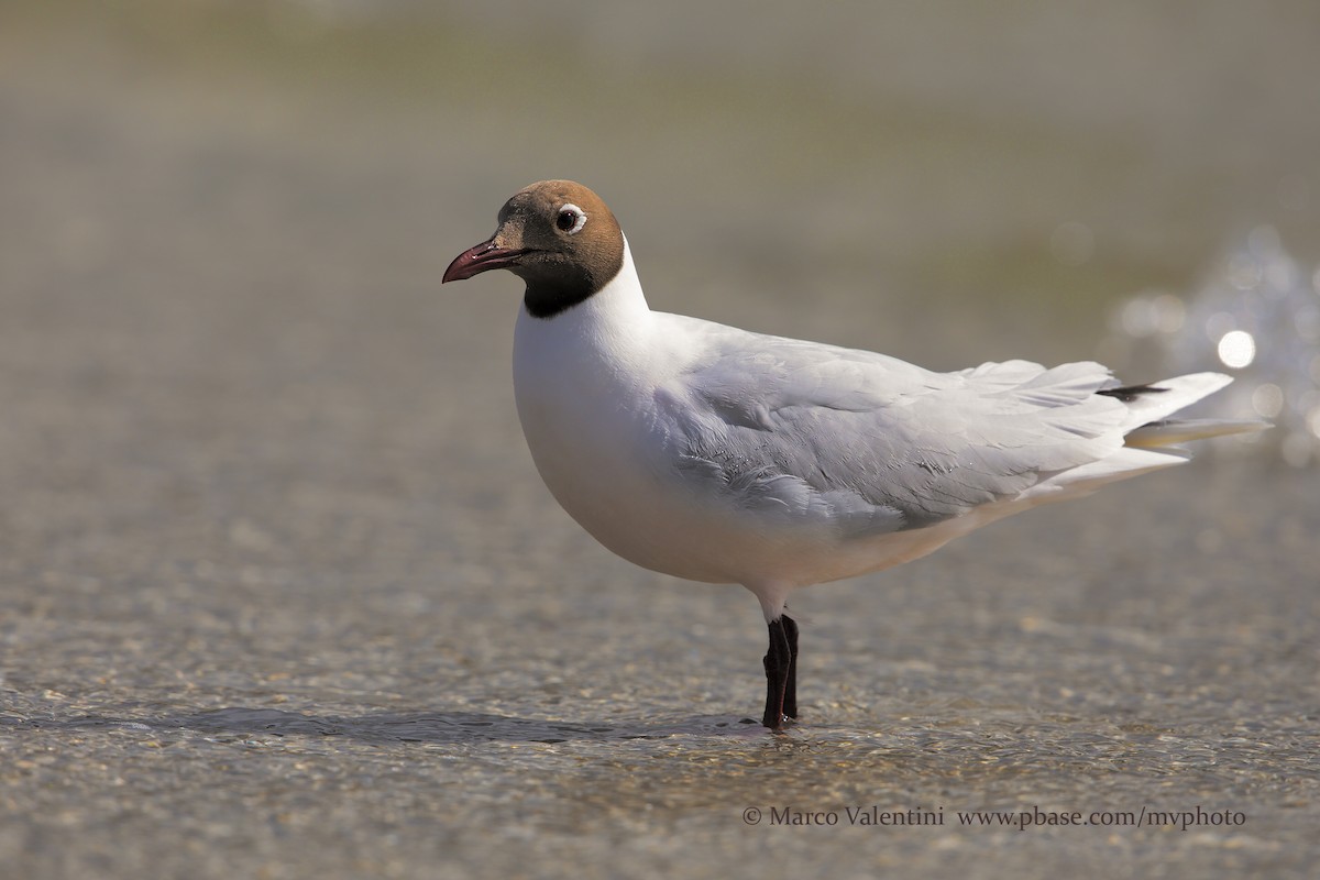 Brown-hooded Gull - Marco Valentini