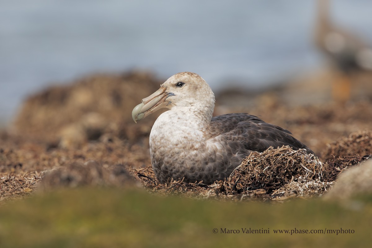 Southern Giant-Petrel - Marco Valentini
