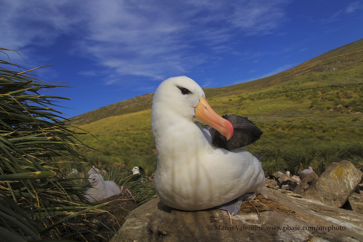 Black-browed Albatross (Black-browed) - Marco Valentini