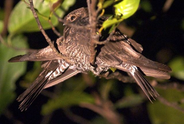 Band-tailed Nighthawk (latifascia) - Ken Havard