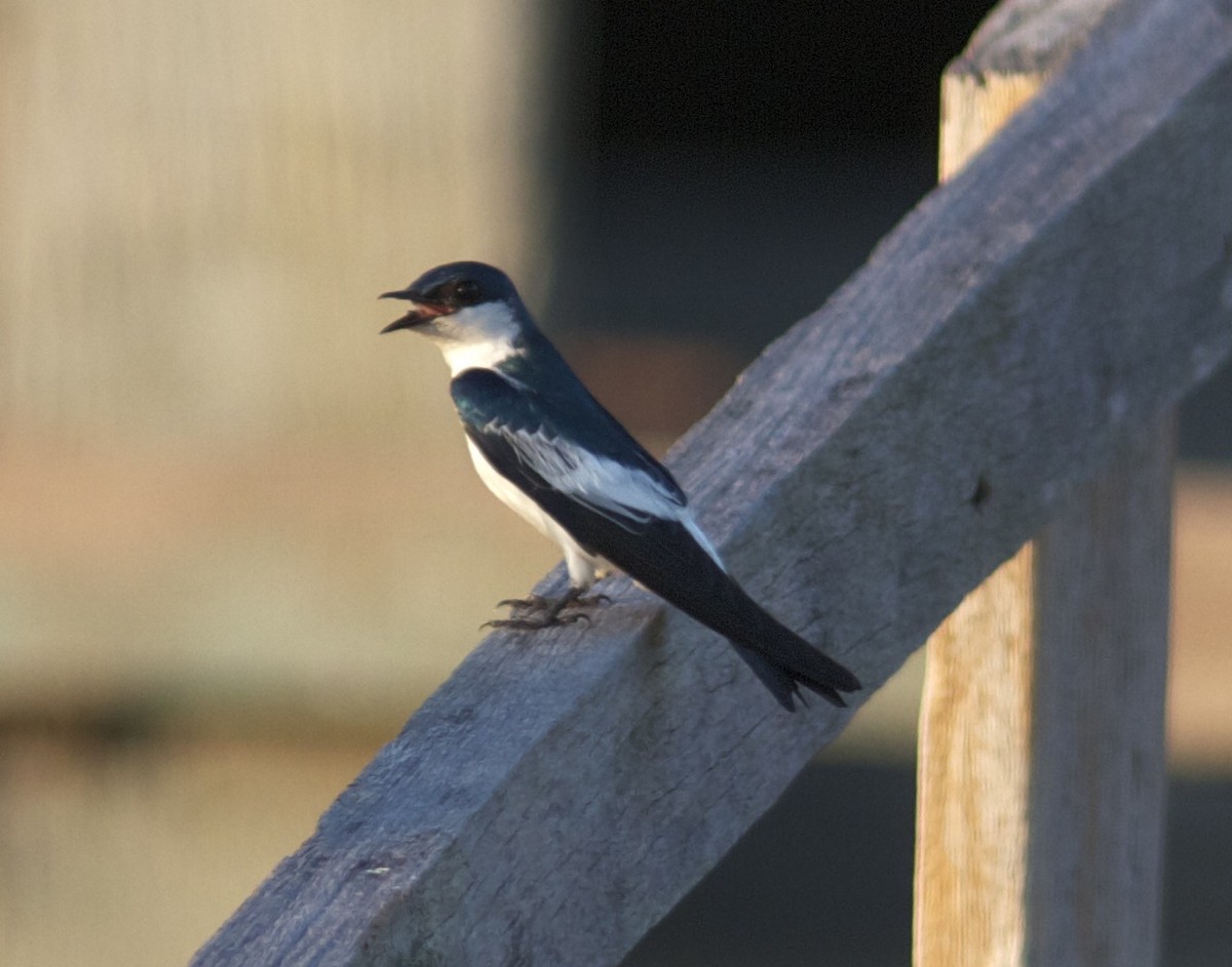 White-winged Swallow - Ken Havard