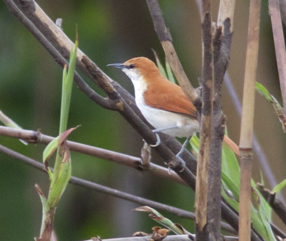 Red-and-white Spinetail - Ken Havard
