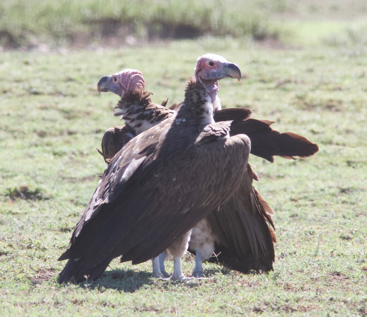 Lappet-faced Vulture - Ken Havard