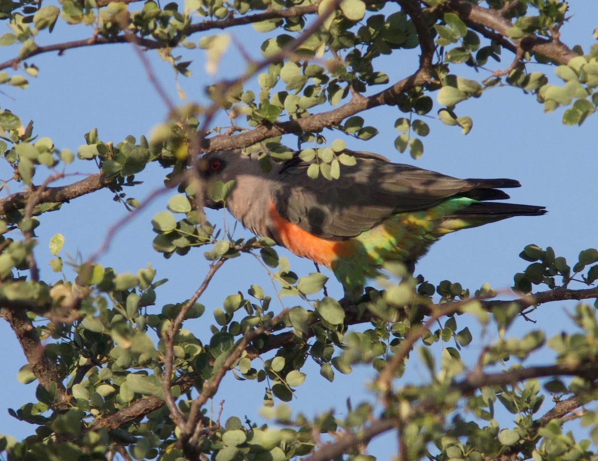 Red-bellied Parrot - ML204569251