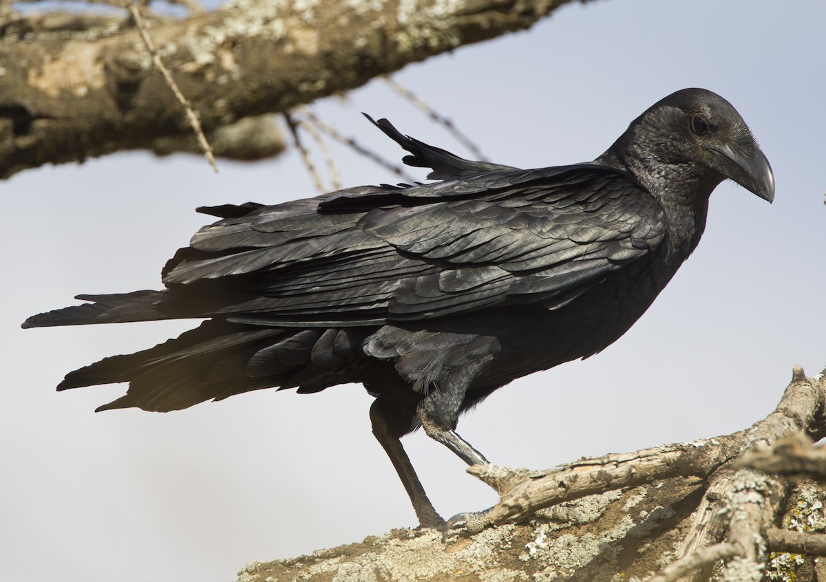 Fan-tailed Raven - Marco Valentini