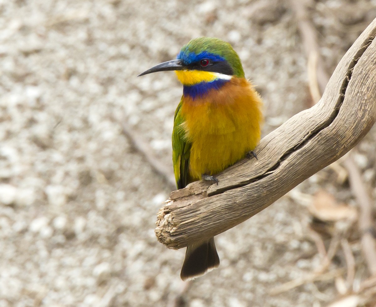 Ethiopian Bee-eater - Marco Valentini