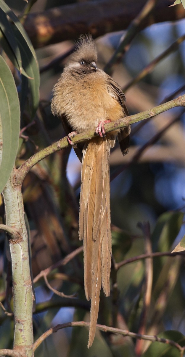 Speckled Mousebird - Marco Valentini