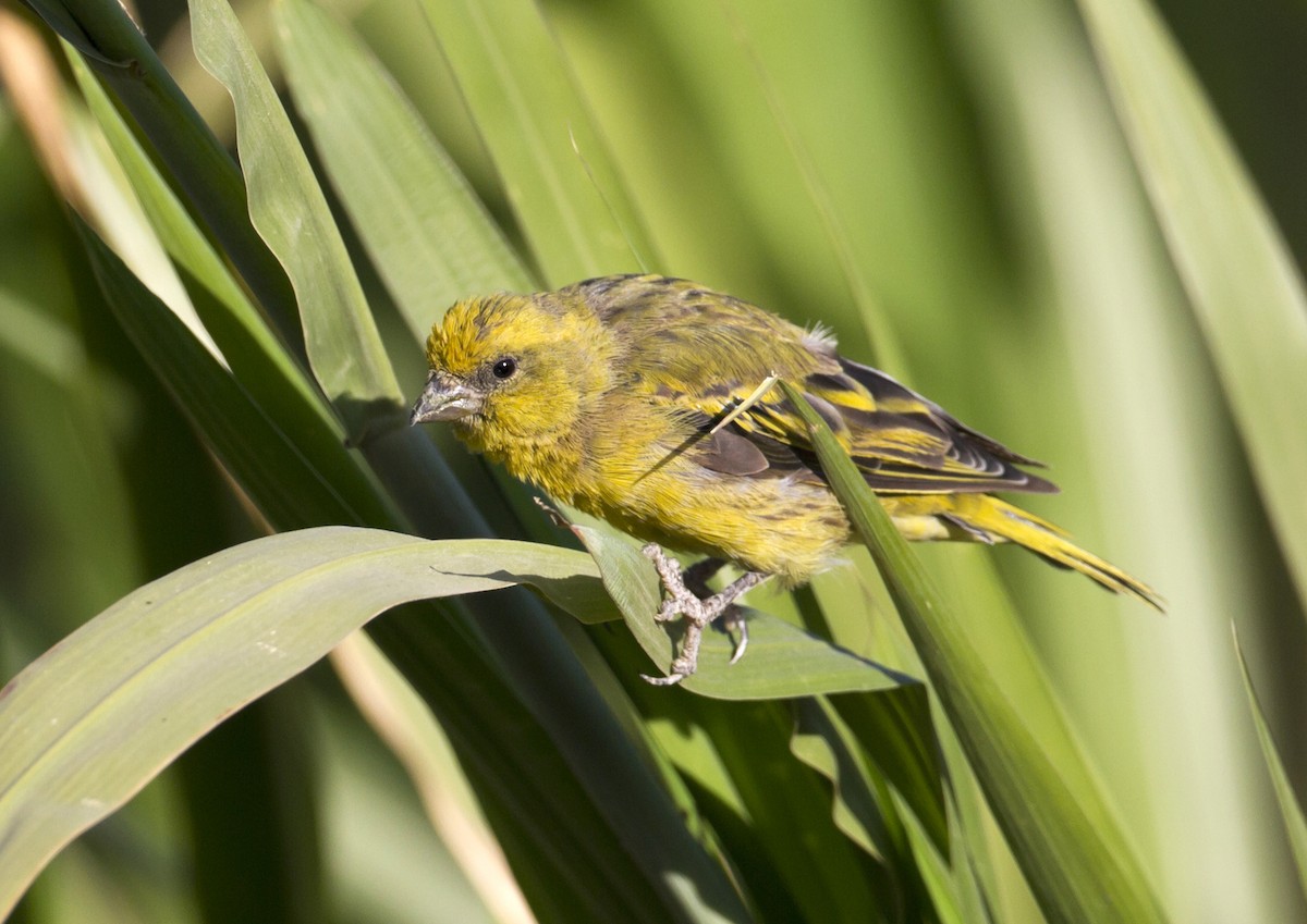 Yellow-crowned Canary - ML204569701