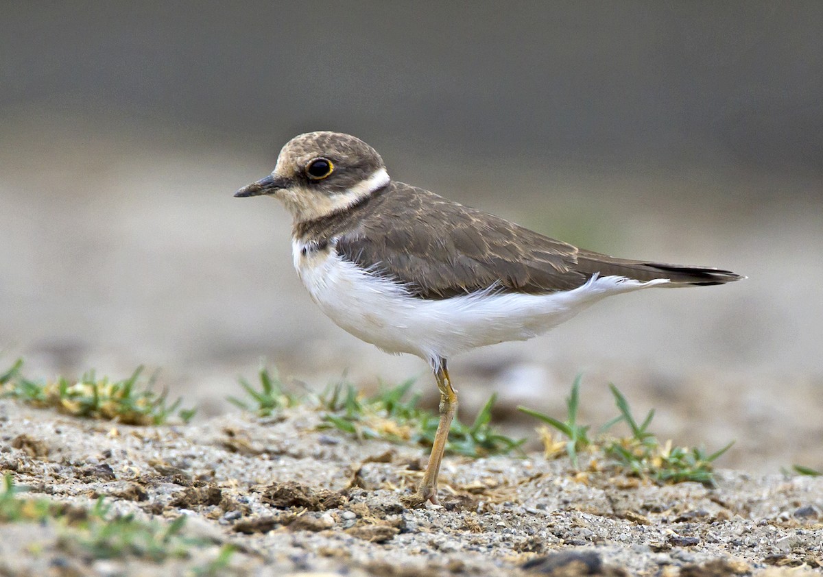 Little Ringed Plover - Marco Valentini