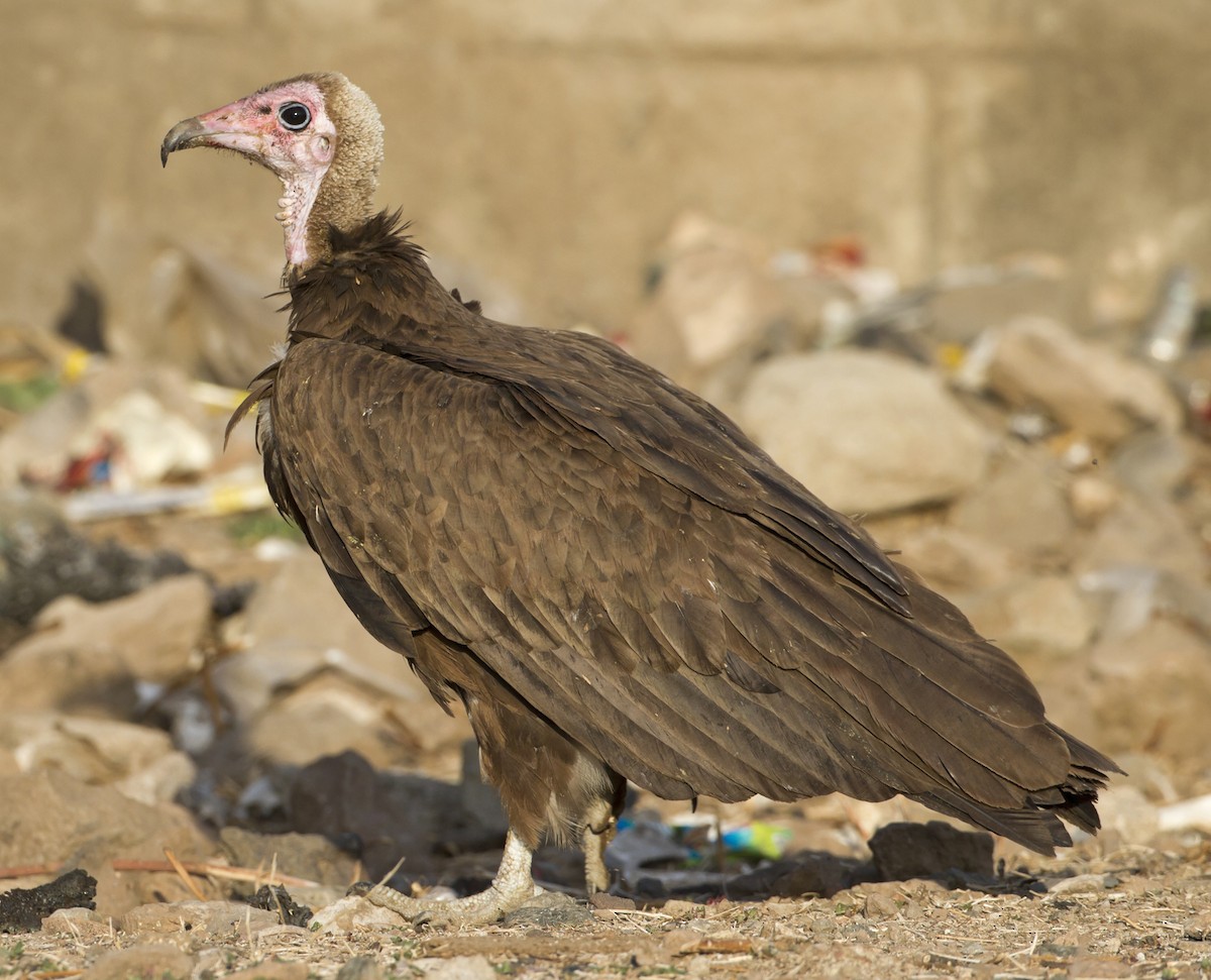 Hooded Vulture - Marco Valentini