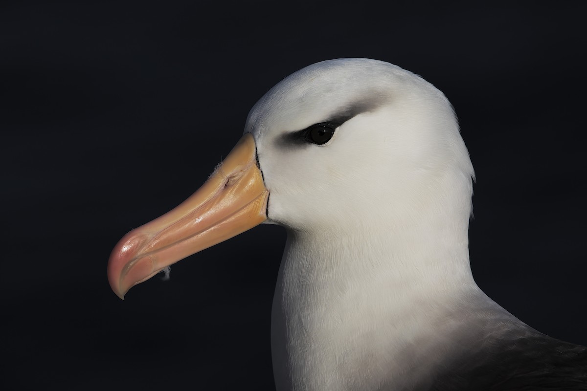 Albatros Ojeroso (melanophris) - ML204570031