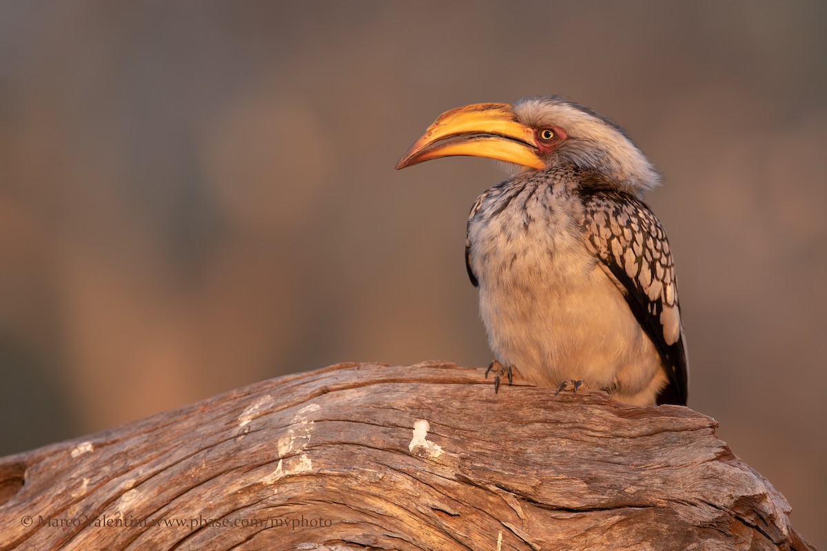 Southern Yellow-billed Hornbill - Marco Valentini