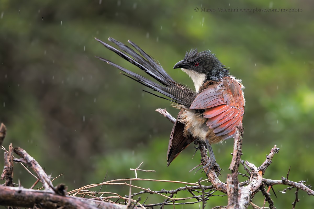 White-browed Coucal (Burchell's) - Marco Valentini