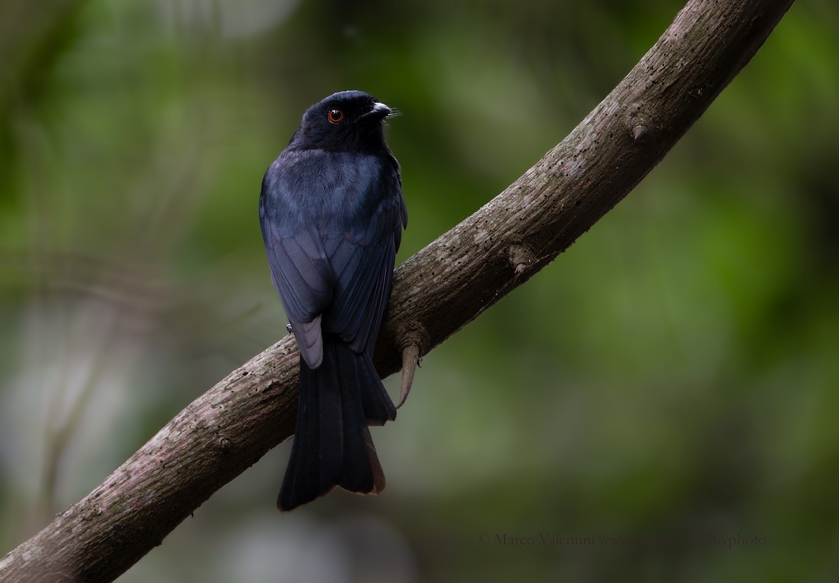 Square-tailed Drongo - ML204570221