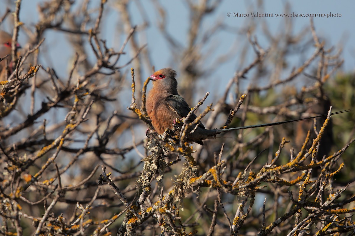 Red-faced Mousebird - Marco Valentini