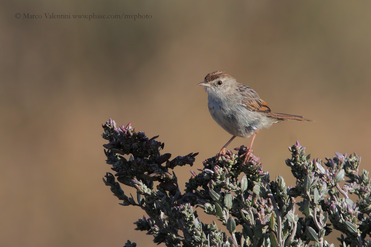 Red-headed Cisticola (Red-headed) - ML204570331