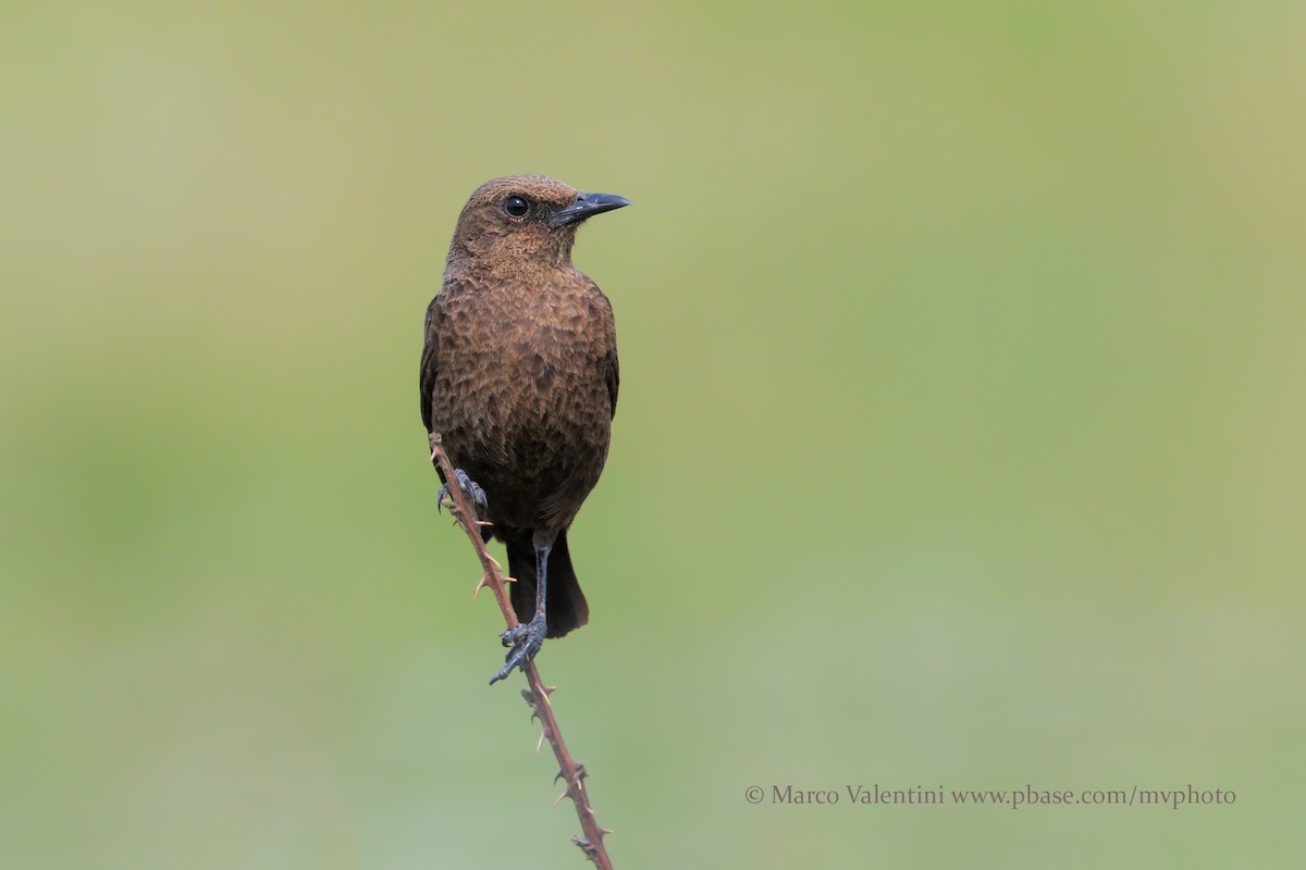Southern Anteater-Chat - Marco Valentini