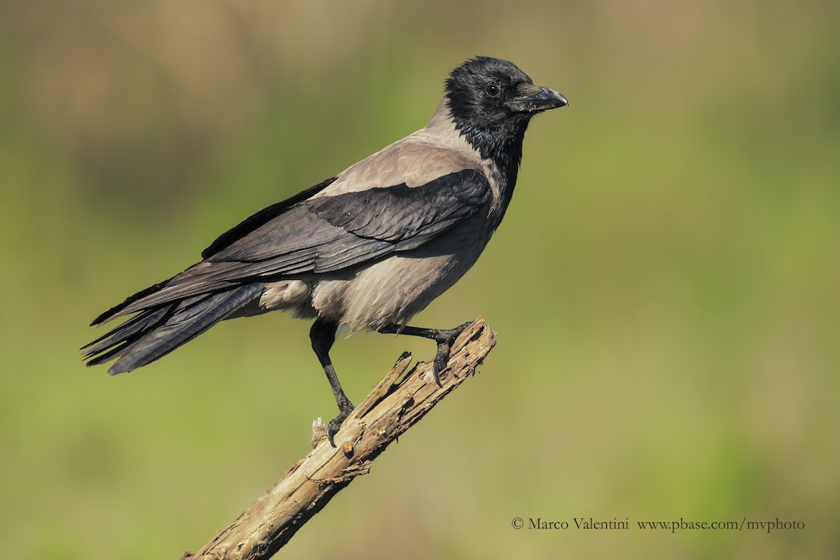 Hooded Crow (Hooded) - Marco Valentini