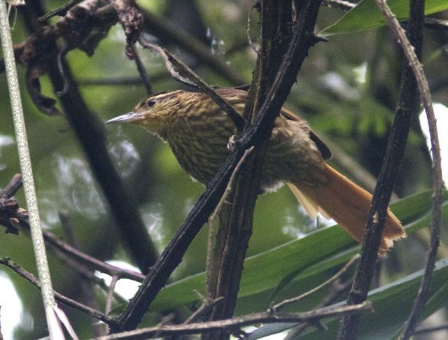 Pale-browed Treehunter (Pale-tailed) - ML204571101