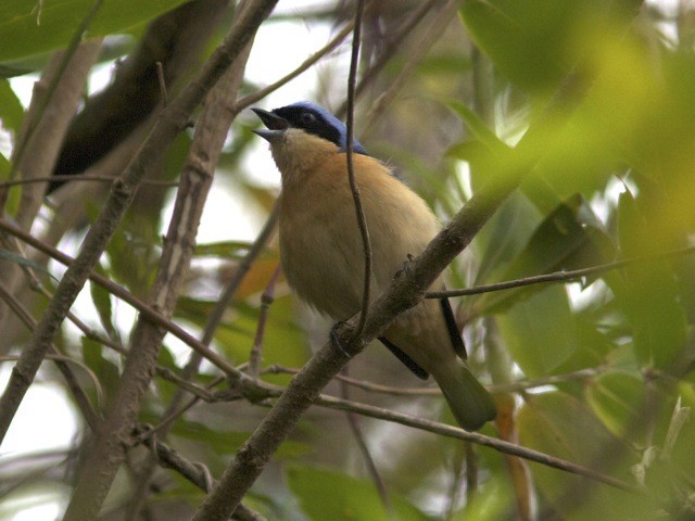 Fawn-breasted Tanager - ML204571231