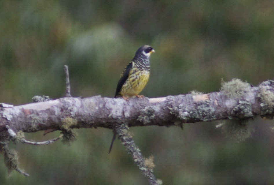 Swallow-tailed Cotinga (Swallow-tailed) - ML204571241