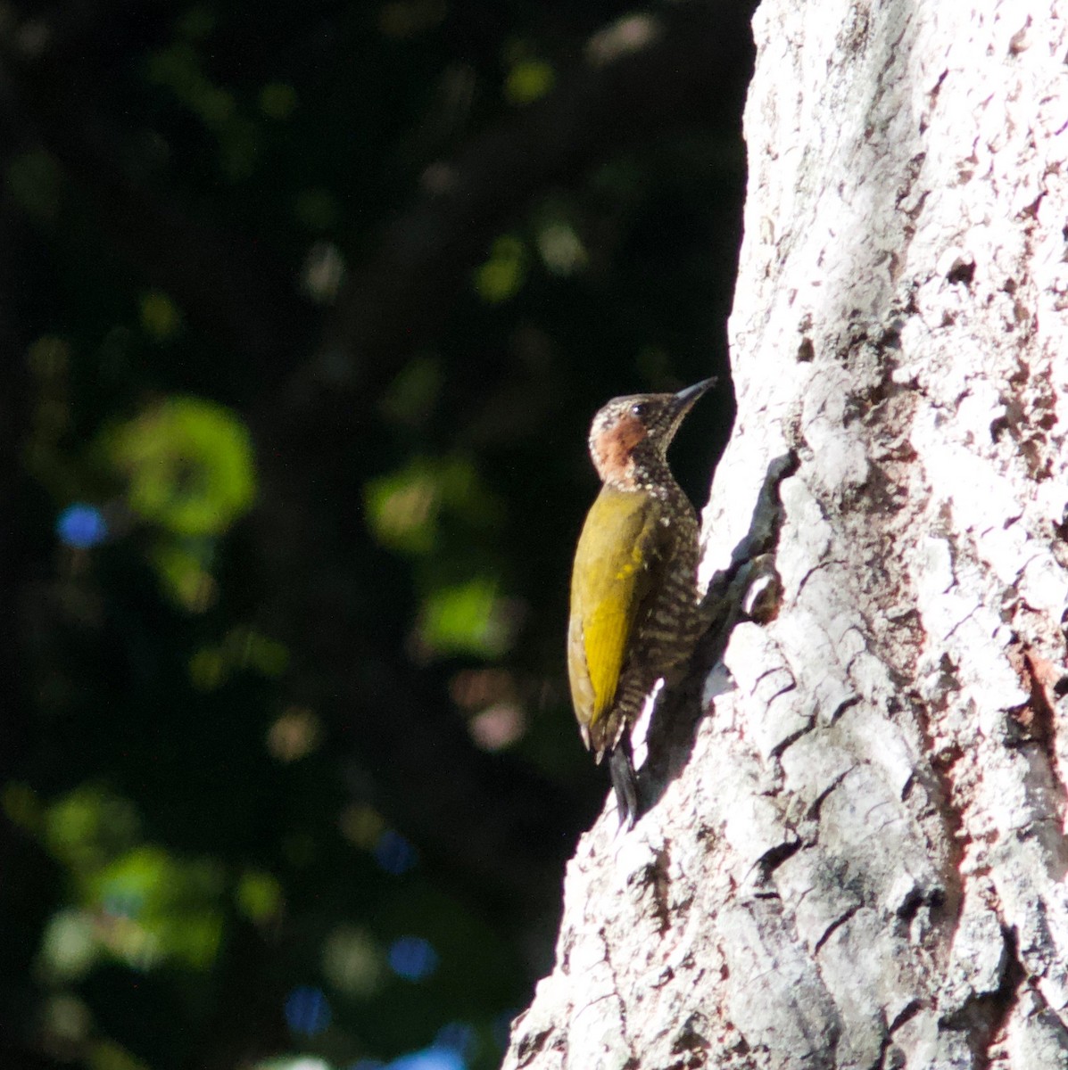 Brown-eared Woodpecker (Carol's) - Ken Havard