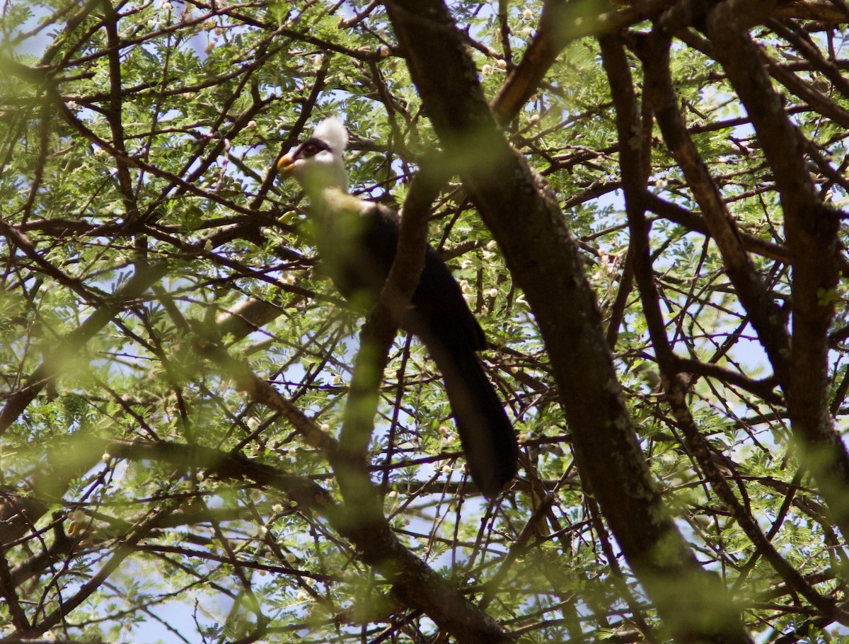 White-crested Turaco - ML204571551