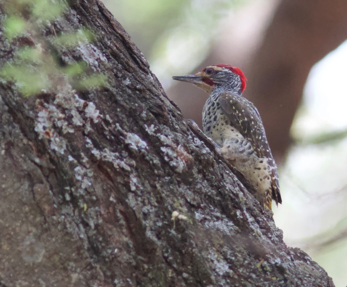 Nubian Woodpecker - Ken Havard